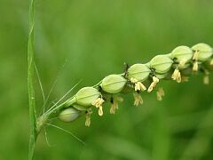 Paspalum thunbergii