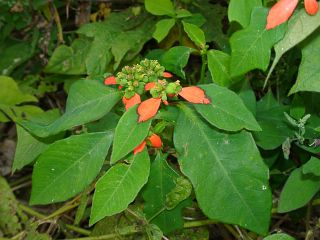 Euphorbia heterophylla