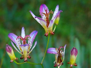 Tricyrtis formosana