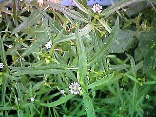 Eclipta prostrata