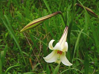 Lilium formosanum