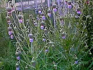 Cirsium pendulum
