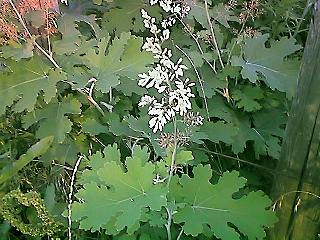 Macleaya cordata