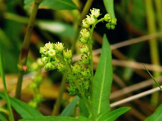 Penthorum chinense