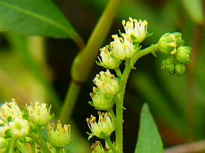 Penthorum chinense