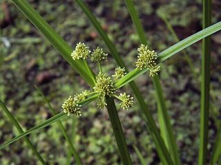 Cyperus difformis