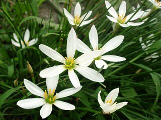Zephyranthes candida