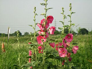Althaea rosea