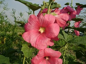 Althaea rosea