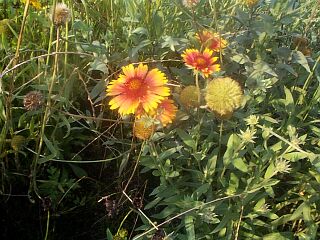 Gaillardia pulchella