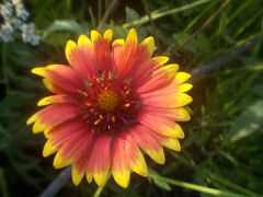 aillardia pulchella