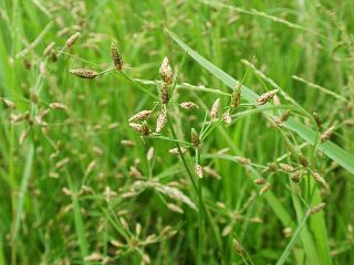 Fimbristylis dichotoma