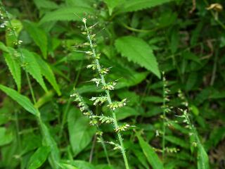 Oplismenus undulatifolius