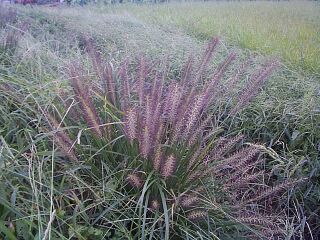 Pennisetum alopecuroides
