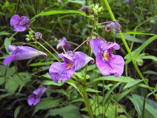 Impatiens textori