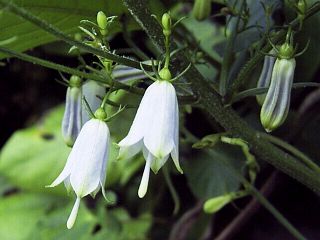 Adenophora triphylla var. japonica