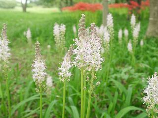 Scilla Scilloides