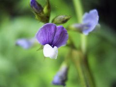 Glycine soja
