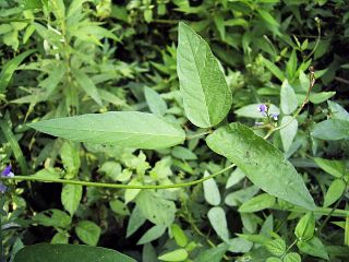 Glycine soja