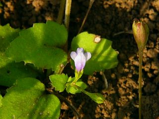 Lindernia crustacea
