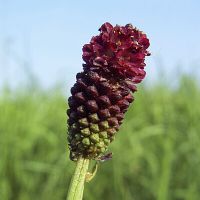 Sanguisorba officinalis