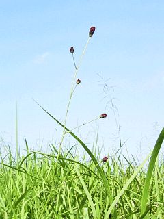 Sanguisorba officinalis
