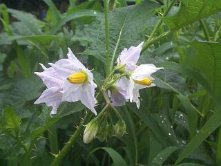 Solanum carolinense