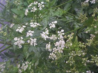 Torilis japonica