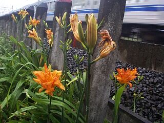 Hemerocallis fulva var. kwanso