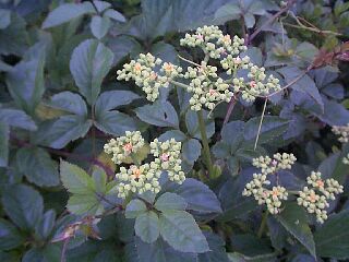 Cayratia japonica