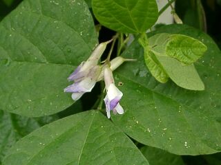 Amphicarpaea edgeworthii var. japonica