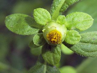Carpesium abrotanoides