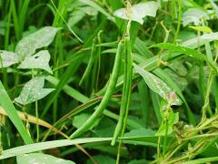 Vigna angularis var. nipponensis
