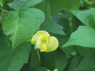 Vigna angularis var. nipponensis