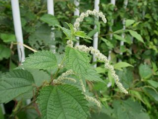 Boehmeria japonica var. longispica