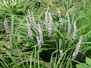 Liriope platyphylla