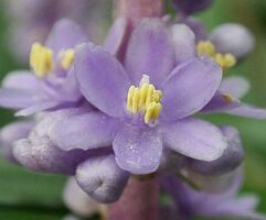 Liriope platyphylla