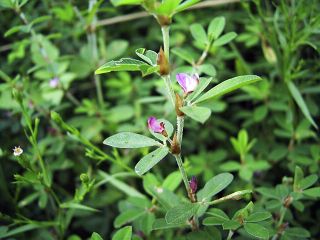 Kummerowia striata