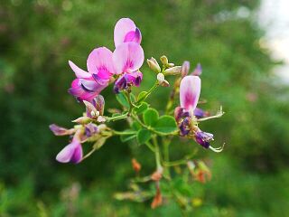 Lespedeza bicolor