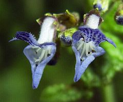 Plectranthus inflexus
