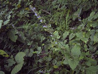 Plectranthus inflexus
