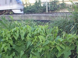 Dioscorea japonica
