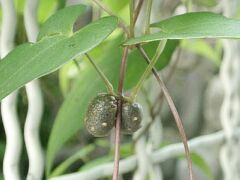 Dioscorea japonica