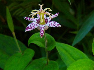 Tricyrtis affinis