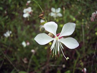 Gaura lindheimeri