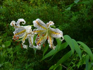 Lilium auratum