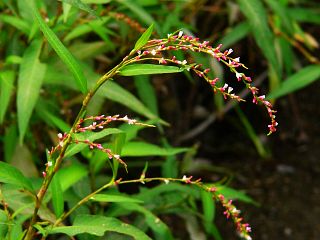 Persicaria hydropiper
