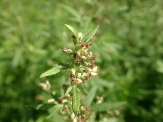 Artemisia princeps