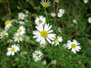Aster iinumae
