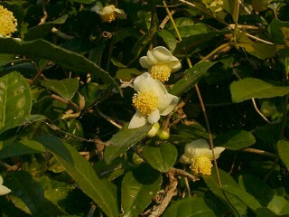 Camellia sinensis